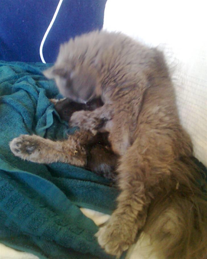 Blanding af racer trunte R.I.P. billede 14