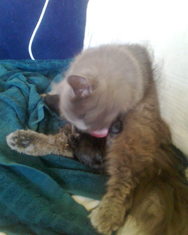 Blanding af racer trunte R.I.P. billede 15