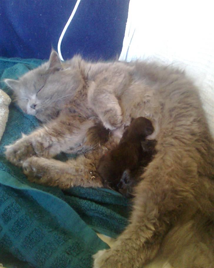 Blanding af racer trunte R.I.P. billede 16