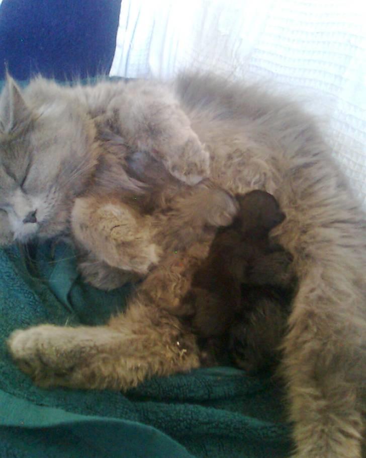 Blanding af racer trunte R.I.P. billede 17