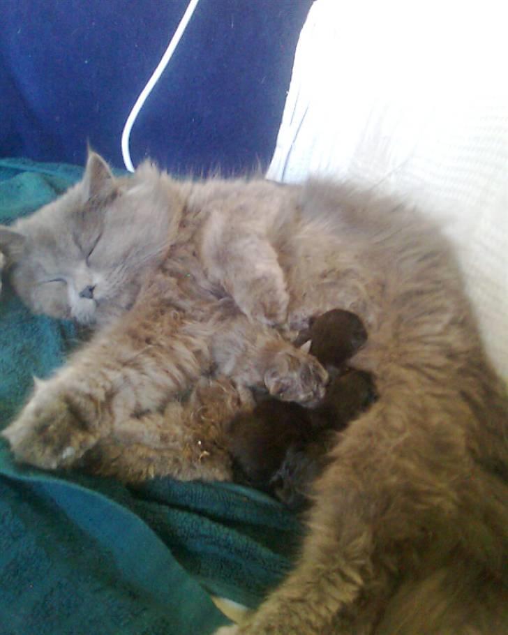 Blanding af racer trunte R.I.P. billede 18