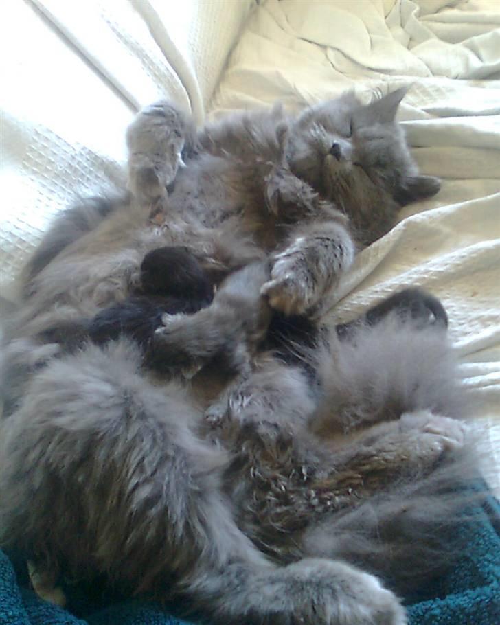 Blanding af racer trunte R.I.P. billede 19