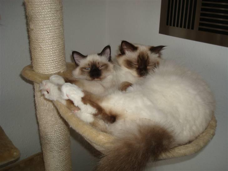 Hellig Birma Suka's Fidibus Sanug - kan det blive mere klemt? typisk birmaer billede 6