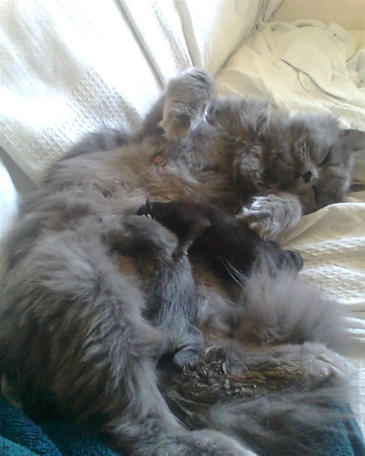 Blanding af racer trunte R.I.P. billede 20