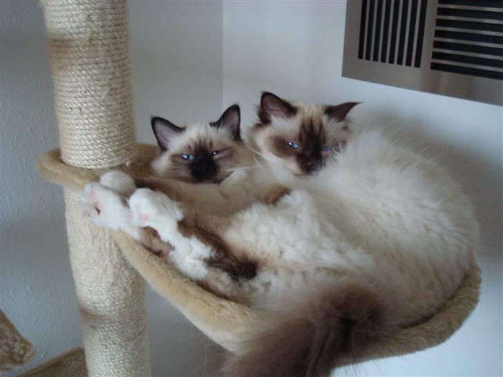 Hellig Birma Suka's Fidibus Sanug billede 7