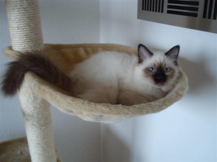 Hellig Birma Suka's Fidibus Sanug - 15 uger gammel.. billede 8