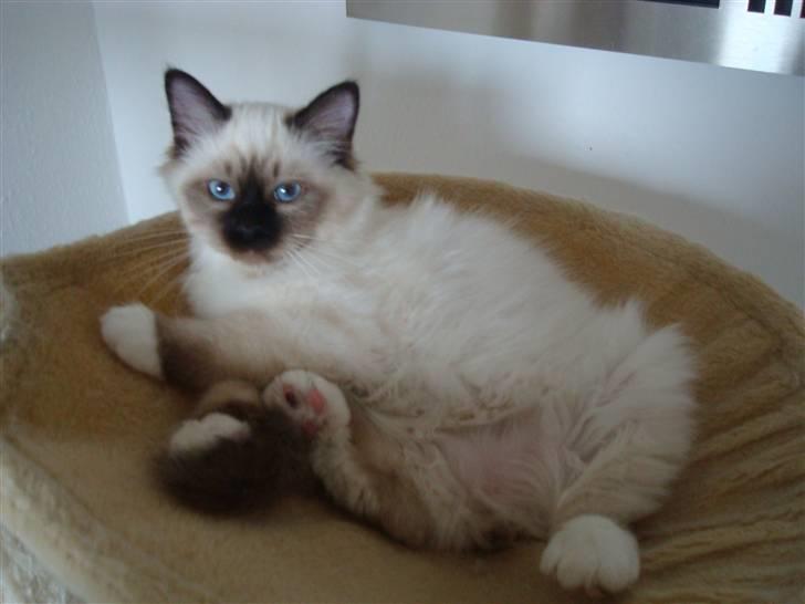 Hellig Birma Suka's Fidibus Sanug billede 9