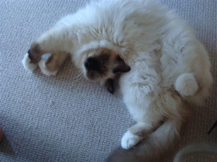 Hellig Birma Suka's Fidibus Sanug - sådan sover han hver gang, jo mere drejet jo bedre.. billede 10