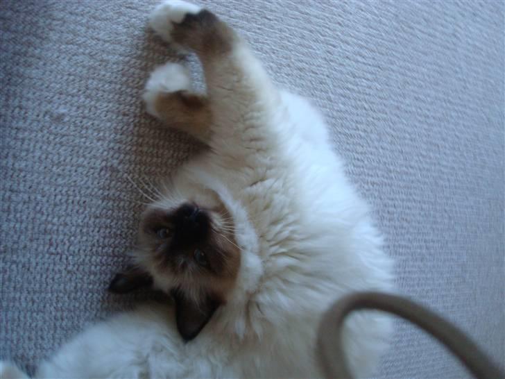 Hellig Birma Suka's Fidibus Sanug billede 11