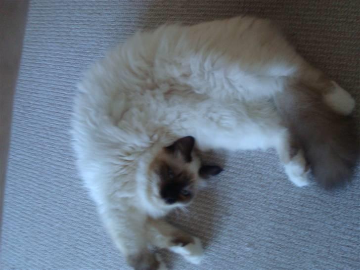 Hellig Birma Suka's Fidibus Sanug - det er bare livet...;) billede 12