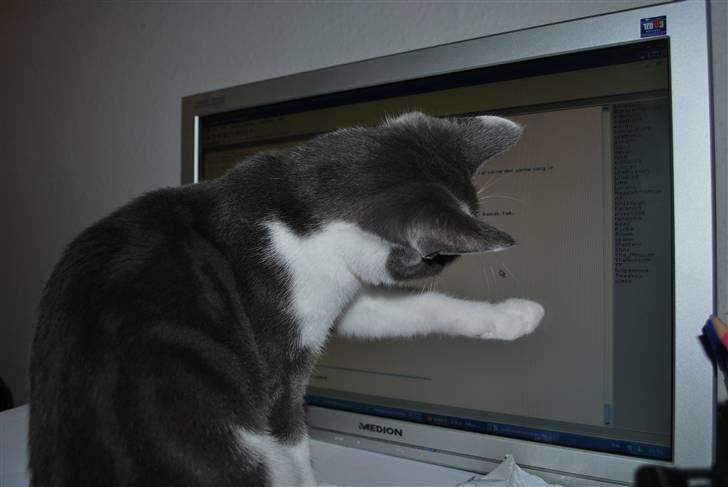 Huskat cirkeline (solgt) - cirkeline leger katten efter musen billede 6