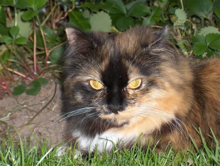 Blanding af racer Piper *død* billede 1