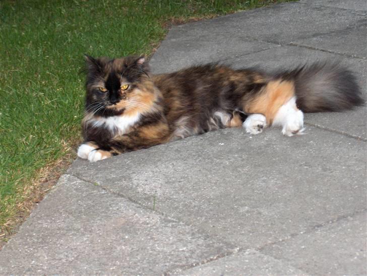 Blanding af racer Piper *død* billede 2