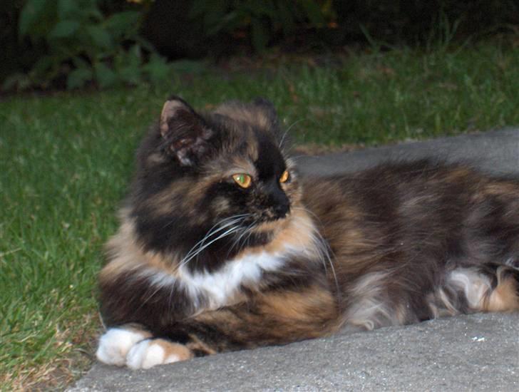 Blanding af racer Piper *død* billede 3