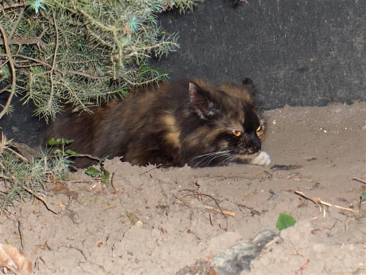 Blanding af racer Piper *død* billede 4