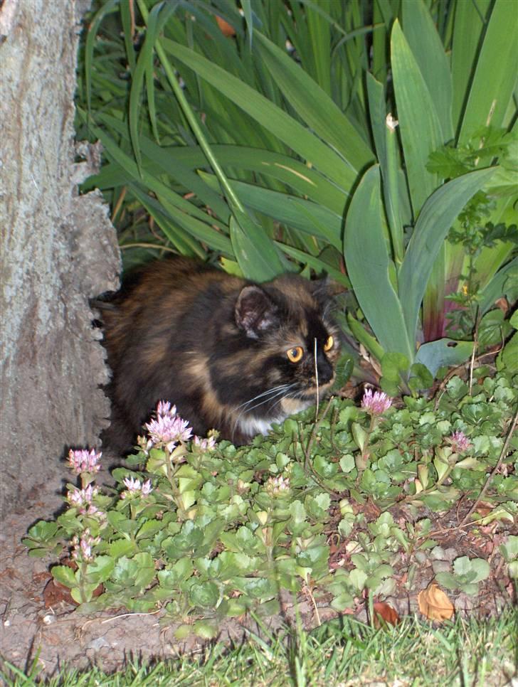 Blanding af racer Piper *død* billede 5