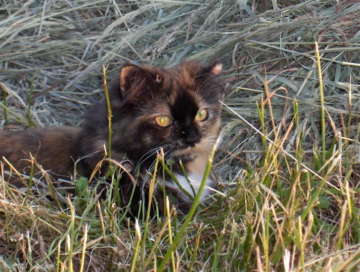 Blanding af racer Piper *død* billede 6