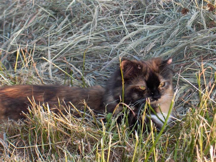 Blanding af racer Piper *død* billede 7