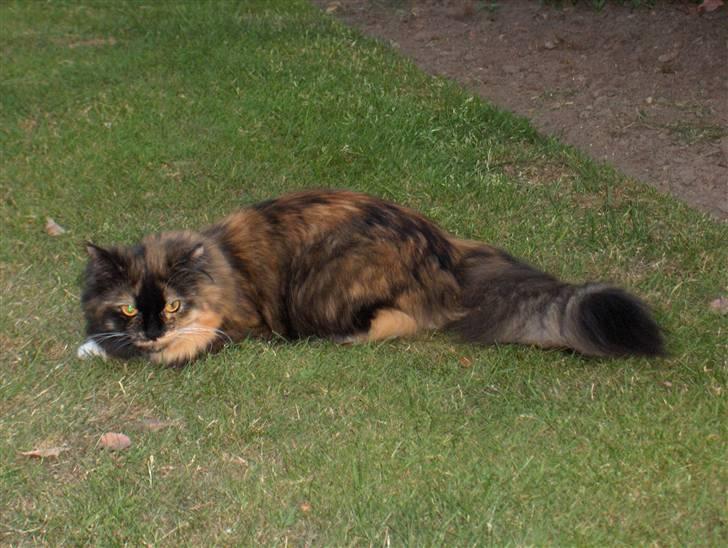 Blanding af racer Piper *død* billede 8