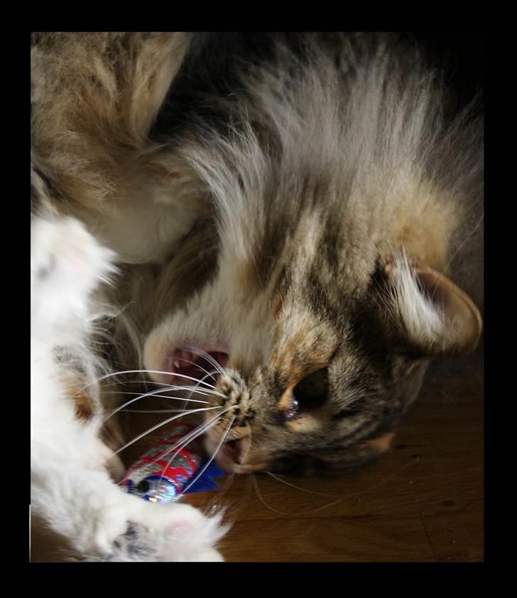 Norsk Skovkat Irma-Pigen  - 12.02.2011 billede 4