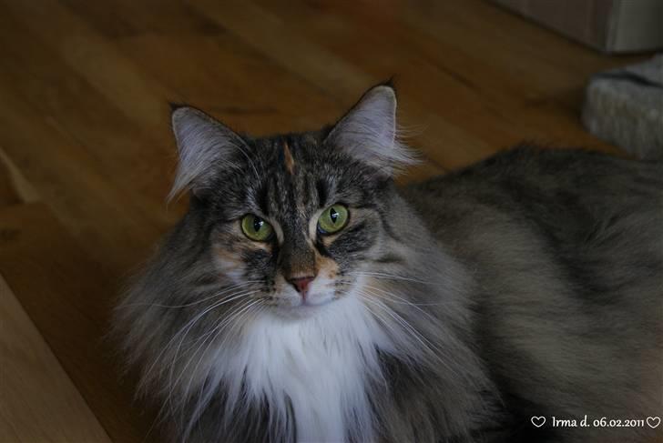 Norsk Skovkat Irma-Pigen  - 06.02.2011 billede 5