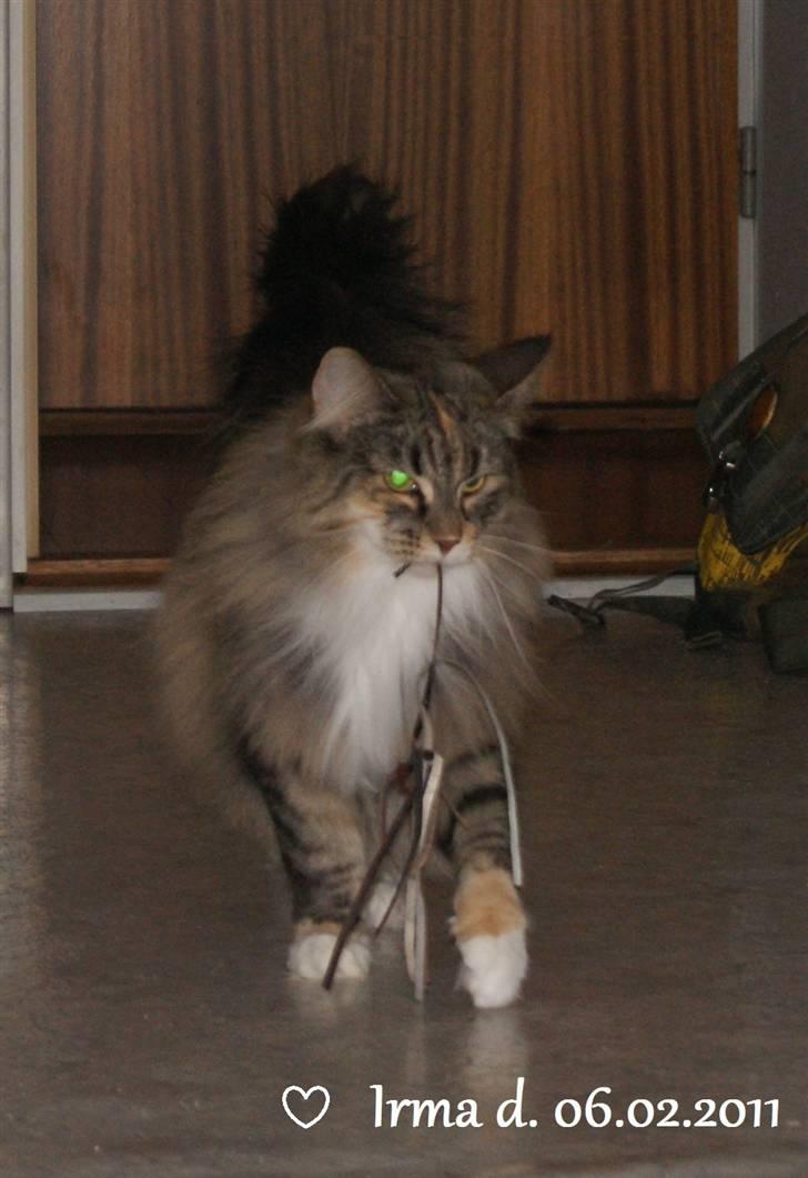 Norsk Skovkat Irma-Pigen  - 06.02.2011 billede 6