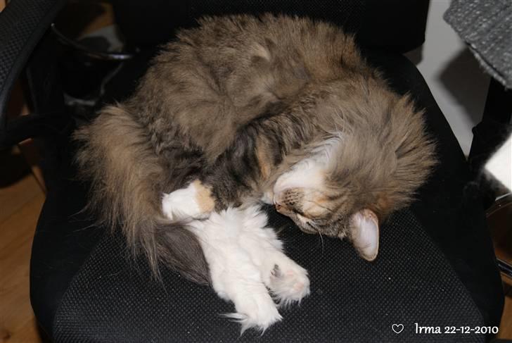 Norsk Skovkat Irma-Pigen  - 22.12.2010 billede 7