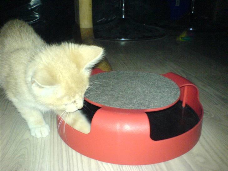 Blanding af racer Aurelia - hvordan får man den mus ud..? billede 5