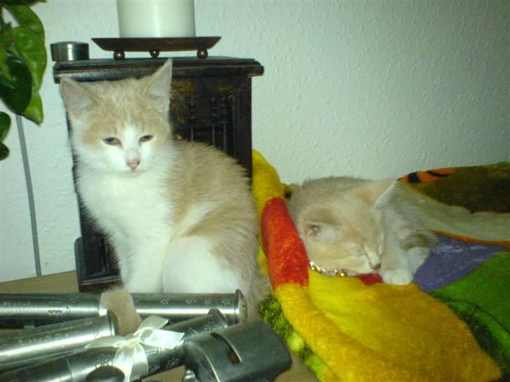 Blanding af racer Mathilde R.I.P. billede 13