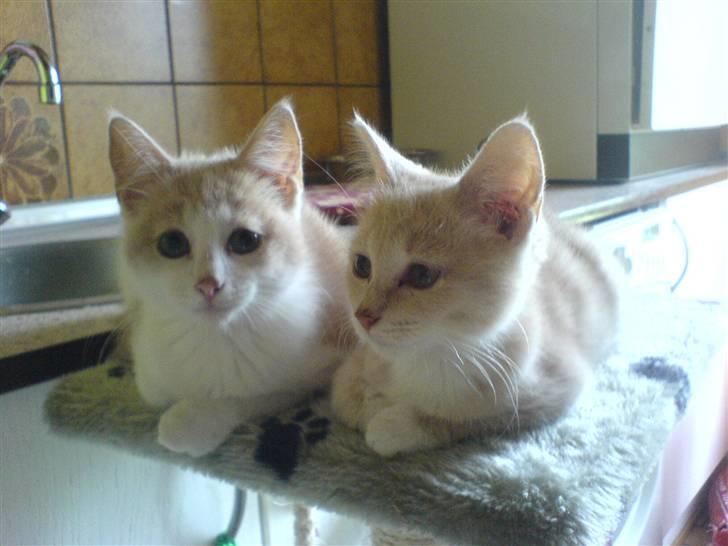 Blanding af racer Mathilde R.I.P. billede 14