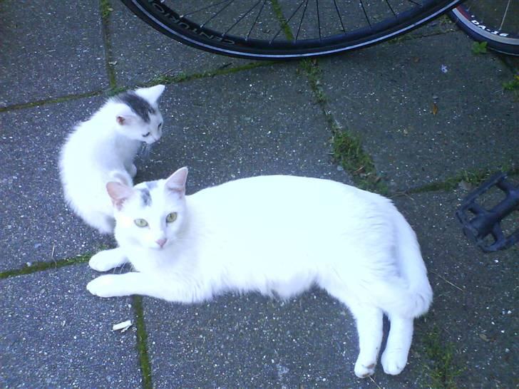 Blanding af racer Snowflake *Mitte* - Mitte, og en af hendes babyer Snowball :-). billede 6