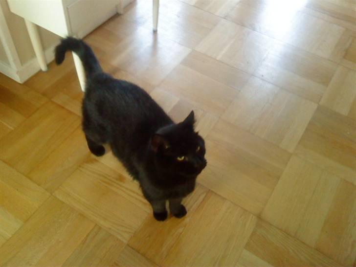 Huskat Tarzan - Nr.7 "NYT" billede 7