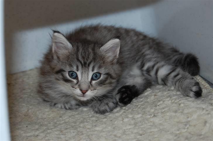 Norsk Skovkat Øxenholdts Baloo - solgt billede 1