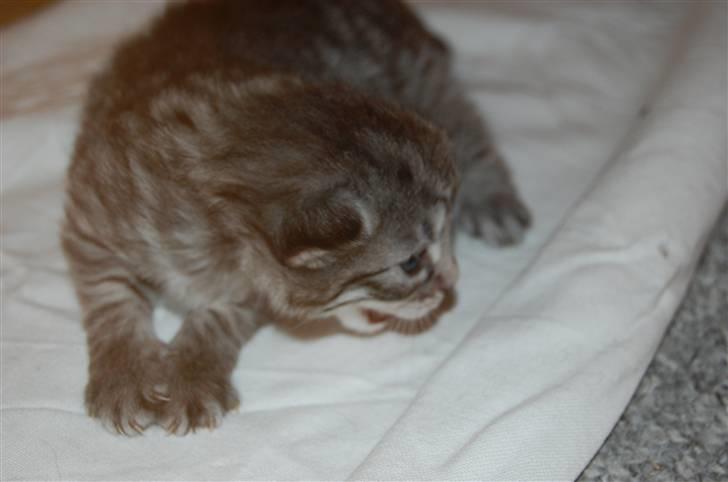 Norsk Skovkat Øxenholdts Baloo - solgt billede 2