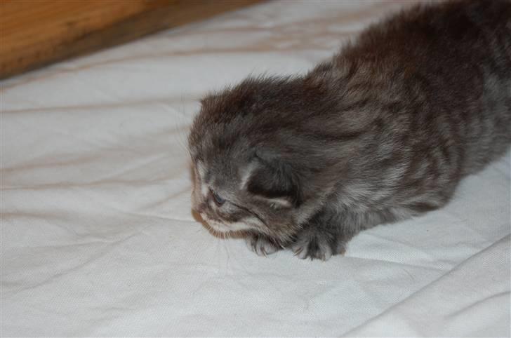 Norsk Skovkat Øxenholdts Baloo - solgt billede 3