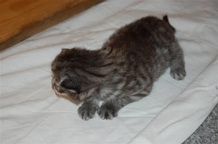 Norsk Skovkat Øxenholdts Baloo - solgt billede 4