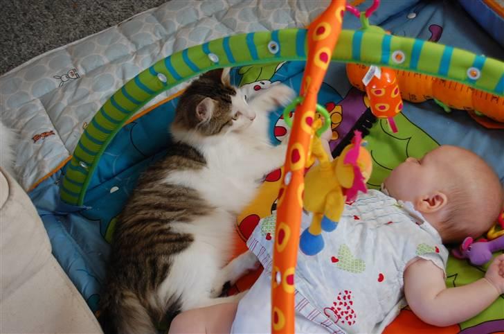 Norsk Skovkat DK Øxenholdts Aragon billede 13