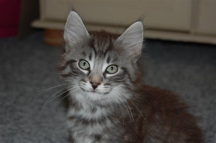 Norsk Skovkat Øxenholdts Bagera - SOLGT billede 1