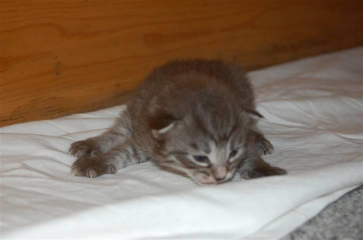 Norsk Skovkat Øxenholdts Bagera - SOLGT billede 2