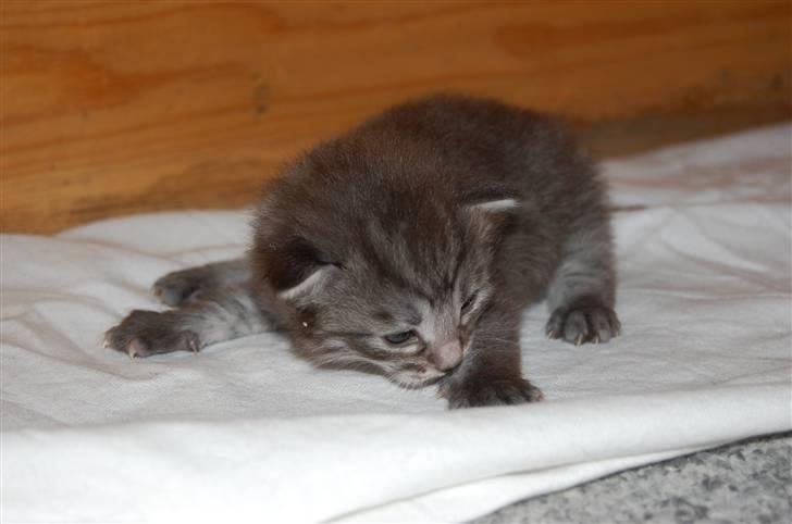 Norsk Skovkat Øxenholdts Bagera - SOLGT billede 3