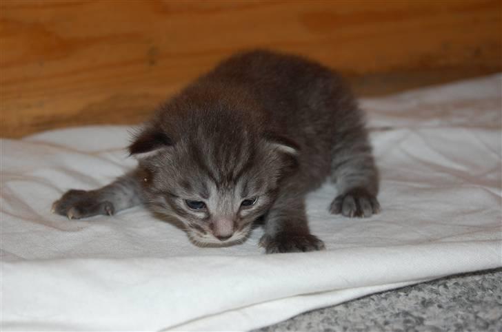 Norsk Skovkat Øxenholdts Bagera - SOLGT billede 4