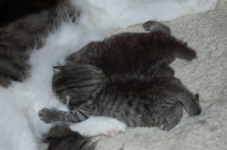 Norsk Skovkat Øxenholdts Bagera - SOLGT billede 5