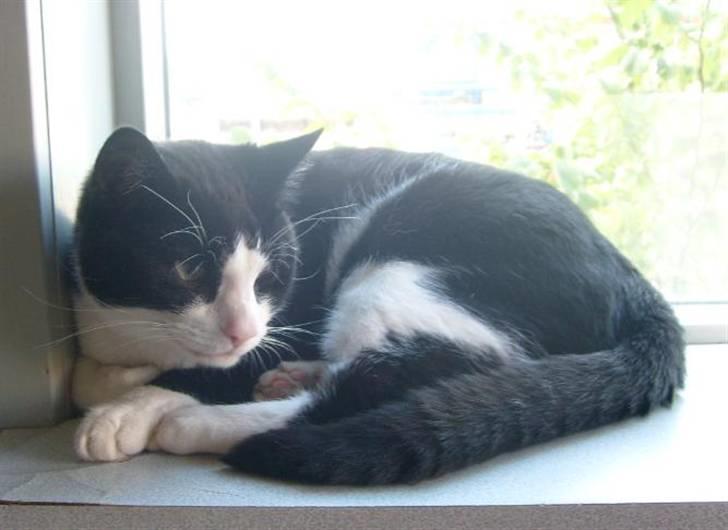 Huskat Loui - Solen skinner på mig, skøønt billede 6