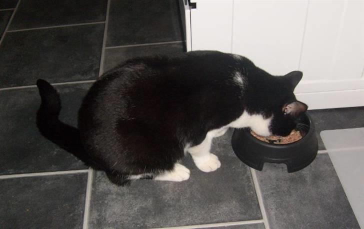 Huskat Loui - Jubii MAD !!! billede 7