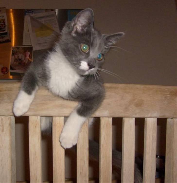 Huskat Fie - Hej, mit navn er Fie billede 8