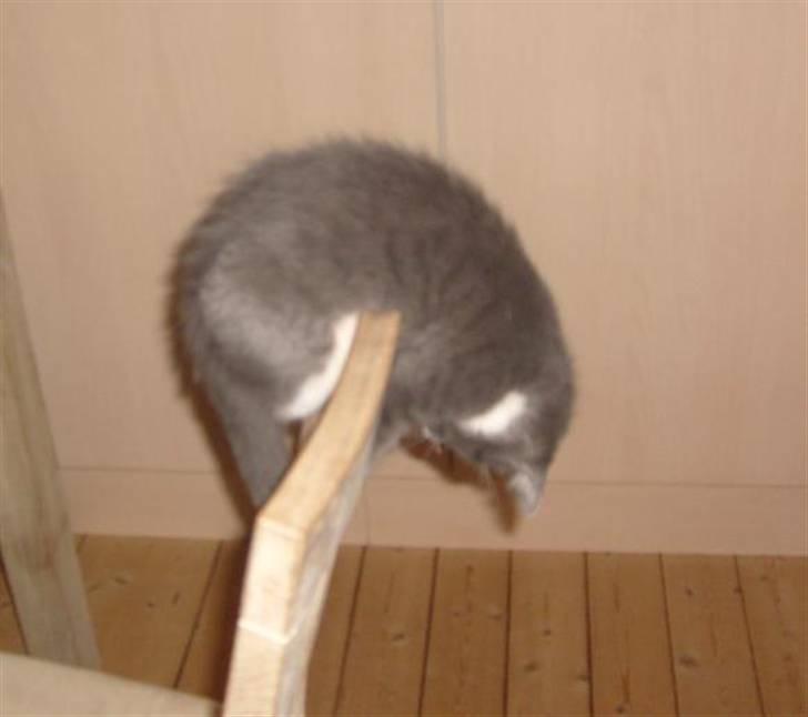 Huskat Fie - Jeg elsker at fange min hale her på stolen billede 9