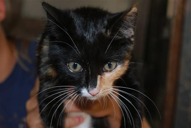 Blanding af racer Prinsesse Nala <3 billede 1