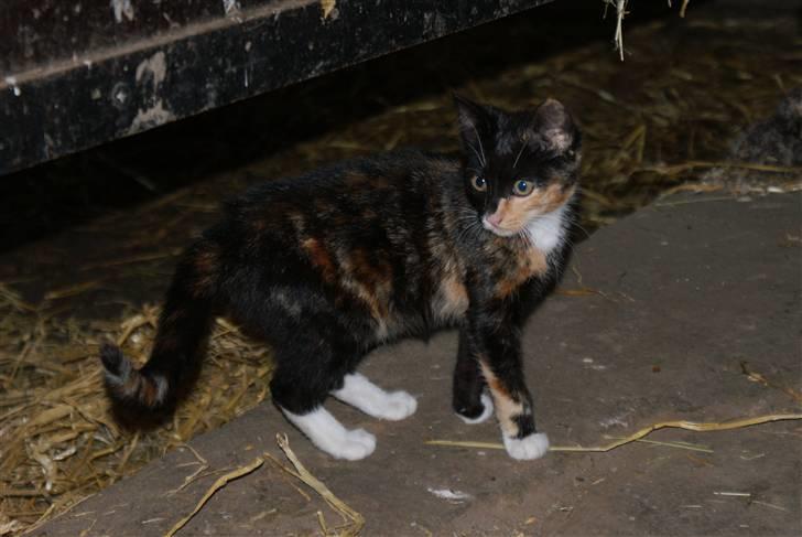 Blanding af racer Prinsesse Nala <3 billede 2