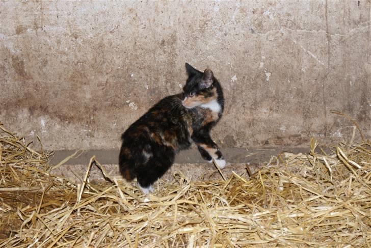 Blanding af racer Prinsesse Nala <3 billede 4