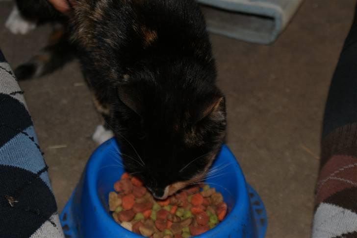 Blanding af racer Prinsesse Nala <3 billede 5